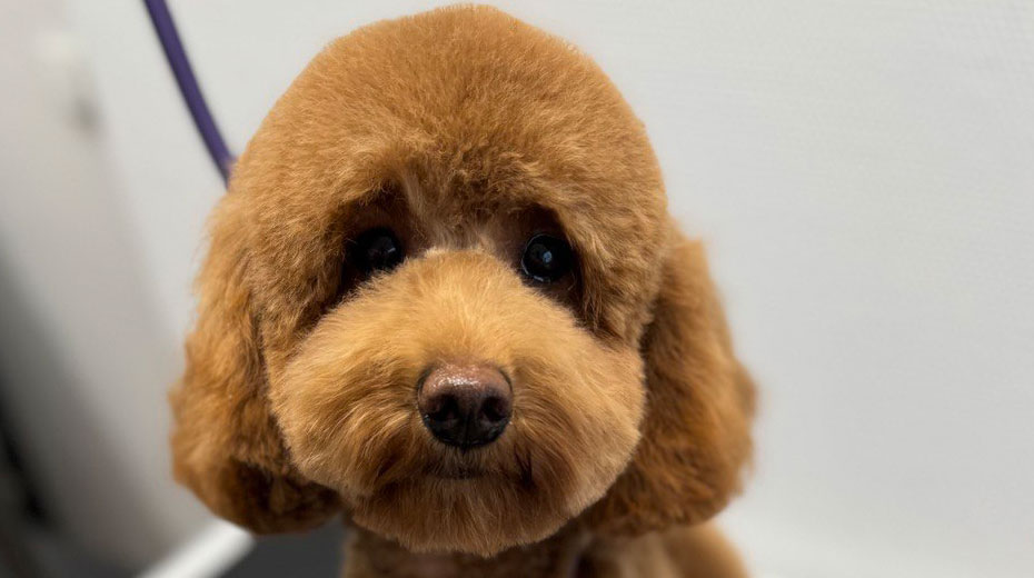 Hund nach dem Grooming